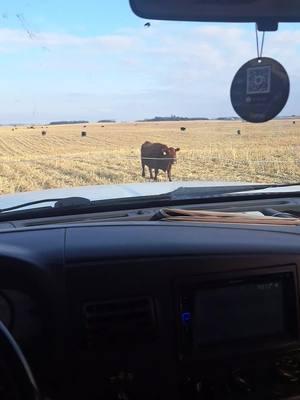 Corn stalk grazing. #cows #nebraska #sandhills #nefarmtok #fyp #ranchtok 