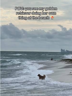 She’s just high on life ☀️🌊⛱️  . . . #goldenretriever #dogsatthebeach #beachday #beachdog #hollywood #dogbeach #beachwaves 