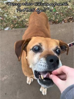 Merry *late* Christmas from the dogs at PAWS! For Christmas, the dogs were spoiled with treats and new blankets from a generous donator!! 💗🎄🐾 Have a great holiday everyone! #centrecountypaws #adopt #foryou #fyp #adoptdontshop #adoptme #adoptdogs #shelterdog #respectshelterdogs #dogsoftiktok #adorabledogs #adorabledog 