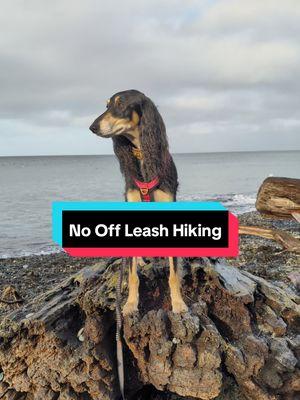 Replying to @vamppangell Off leash has often become an obsession for dogtok and dogbook overall. It's really not a priority for us and we can enjoy our hikes a lot more without micromanaging behavior by having leashes! #saluki #salukioftheworld #salukioftiktok #sighthound #sighthoundsoftiktok #sighthounds #dogs #dogsoftiktok #leashlaws #onleash #Hiking #hikingwithdogs #pnwlife #pnwdogs #pnwdogsoftiktok #fyp #primitivebreed #primitivedog 