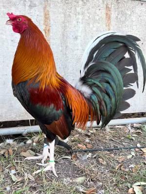 #gallos #gallosfinos #gellero #galleros #joegoode #joegoodegrey #gallerosoy #sweater5k #roundhead #mclean #yellowleghatch #gamefowl # #gamefowlbreeder  #gamefowlnation  #gamefowlbreeders #gamefowllife #gamefowllove #gamefarm #gamefowlfarm  #santibañezgamefarm #gallosfino #viral #foryourpage #rooster #roosters 