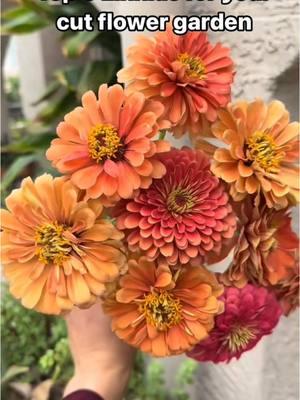 Zinnia seeds available in our TikTok shop!  #gardening101 #zone9b #cutflowergarden 