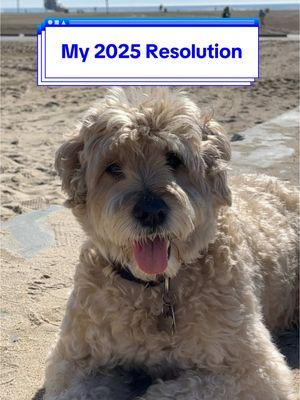 My 2025 Resolution 🐶🎉 #wheatenterrier #dogsoftiktok #comedy #freecomedy #newyearsresolution #newyear 