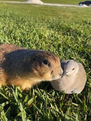 #prairiedog #dove #bird #pet #petlovers #instapet #petoftheday #animal #fyp #animalkingdom #wild #wildlife #mood #nature #livingmybestlife #animalphotography #cute 