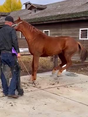 #farrier #farriersoftiktok #horse #horsesoftiktok #horses #asmr #satisfying #hoof #care 