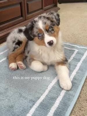 Puppy dogs are the best 🐶❤️ Follow @australianshepherdvibe  Credits @slatetheaussie - - - - - #australianshepherd #australiansheperd #austrailianshepherd #australianshepherd world #australianshepherds #australian_shepherd #australianshepherdlove #shepherdaustralian #australianshepherded