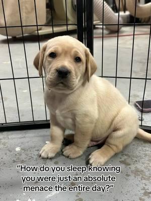 Puppy things #cute #puppy #griffin #yellowlab #englishlab #griff #griffintheyellowlab #lab #dogsoftiktok #dog #puppiesoftiktok #paws #adorable #sleep  