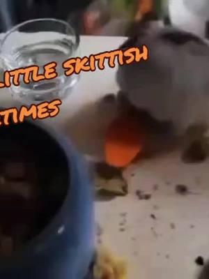 Video credit to @spydr for her late boy, Spoonie.  This video will forever be iconic. 🤣 #robo #dwarfhamster #eek #hamstertok #hamster #skittish #rodenttok 