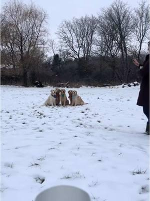 Put five golden retrievers together for a photoshoot and this is what you get 😏  #dogphotographer #midwest #rurallifestyle 