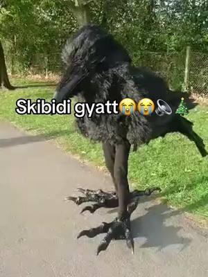 Skibidi gyatt😭😭😭#skibidi #brainrot #sigma #fypツ #mewing #brainnourishment #trend #viral #blowup #meme #ijustlostmydawg 