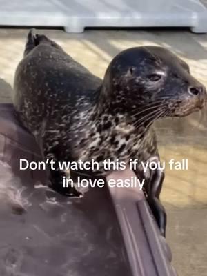 🧡 Did you just fall in love with this adorable harbor seal pup? Your support goes directly to pups like this cutie AND for the next few days, your donation will be MATCHED. Please make a gift to rehabilitate orphaned pups in need!⁠ .⁠ .⁠ .⁠ ⁠ #marinemammalcarecenter #mmcc #marinemammalcarecenterlosangeles #ocean #conservation #savetheocean #wildlife #seal #seals #animals #animal #sealion #sealions #savetheseals #elephantseal #elephantseals #animalrehab #savetheplanet #oceanconservation #wildlifeconservation #wildliferehabilitation #wildliferehab #wildlifeveterinary #wildlifevet #animalrehabilitation #losangeles #california 