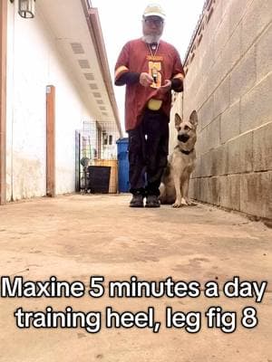 Working with Maxine on #heels, figure 8 weaving through legs, etc #dogsoftiktok #cutedog #havefunwithyourdog #rescuedog #trainyourdog #germanshepherd #dogtrainer #DogTraining 