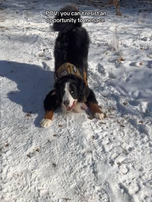 Gusset potato menace #bernesemountaindog #bernesedaily #bernesemountaindoglovers #berneselove 