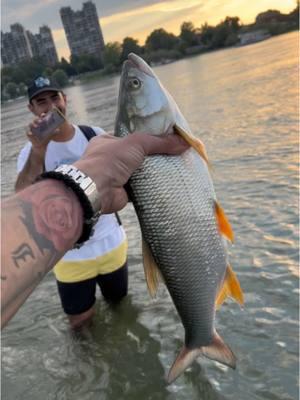 🇬🇧ASP Fishing in waist-deep water on two of Serbian largest rivers DANUBE and SAVA 😍🎣  One of my favorite ways of Fishing ❤️. . 🇷🇸Pecanje BUCOVA na Najveće dve reke koje protiču kroz Srbiju, Dunavu i Savi 😍🎣.  Jedan od mojih omeiljenih načina pecanja ❤️. . #asp #torpedo #river #sava #serbia #aspfishing #meps #lurefishing #catchandrelease #rekasava #spinning #rapids #nature #wild #pecanje #globalfisherman #angeln #riba #topwaterfishing #riverfishing #flyfishing #predatorfishing #predator #strong #bigmouth