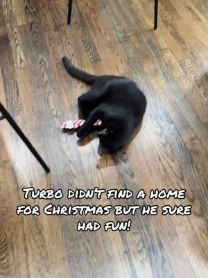 Turbo didn’t find a home for Christmas but he sure did have a good time! 🎄❤️🎁  He is really such a perfect boy and he deserves to find a home to call his own! 🏡 Apply to adopt via our website:www.PuppyKittyNYC.org! #blackcat #blackcats #blackcatsofinstagram #blackcatsrule #blackcatsruletheworld #weloveblackcats 