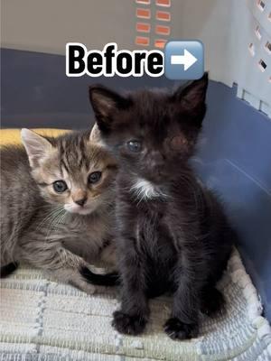 …and they lived happily ever after..together!❤️🥰#adopted #togetherforever #fosterkittens #purr #rescuekitten #catsoftiktok #thedailykitten #adoptdontshop #beforeandafter #GlowUp 