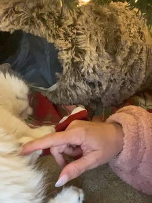 Christmas 2024 with Jellybean #duet #ockitties #foryoupage #fyp #jellybean_the_exotic #exoticshorthaircat #tiktokcatcommunity #duetthis #purrfect #christmas2024 