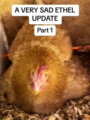 THROWBACK! There are 3 parts, I’ll post them all today. HOWEVER- If there are too many negative comments like the first time I posted these, I will take them down. These videos are from months ago. Nature is not always kind but Ethel did eventually get her babies. - - - #ethel #etheltok #ethelthechicken #motherhood #motherhoodjourney #chicken #chickens #chickensoftiktok #fyp #cute #sad #interesting #education #educational #learn #farmanimals #farm #share #cuteanimals #broody #broodyhen #hatching #hatchingeggs #hatchday  #incubator #chickentok #share #like #comment #joke #comedy #laugh #probsbitching  