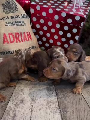 Watching these little Doxie pups take their first steps and enjoy playtime is pure joy. #puppylove #firststeps #playfulpups #dixiedogs #cutenessoverload #puppyplaytime #littleadventures #furryfriends #doglovers #puppyjoy #adorablemoments #newbeginnings #puppylife #happypaws #dogmoments 