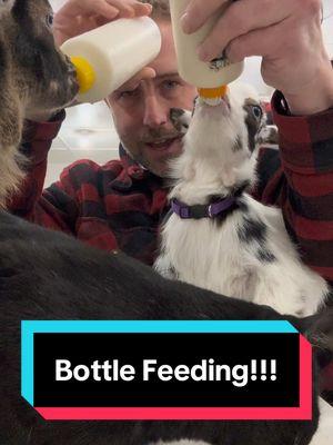 Bottle feeding time!!!!   #fluffyfeatherfarm #goats #bottlefeeding #babygoats #babygoat #babyfarmanimals #nigeriandwarfgoats #farm #farmlife  Website: https://fluffyfeatherfarm.com Merchandise: https://fluffyfeatherfarm.square.site