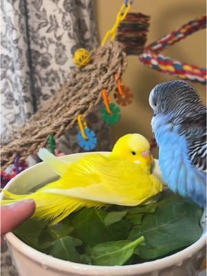 #foryou #birds #parakeets #birdsoftiktok #animals #animalsoftiktok #parakeetsoftiktok #budgiesoftiktok #budgies #parrotsoftiktok #parrot #fyp #foryoupage 