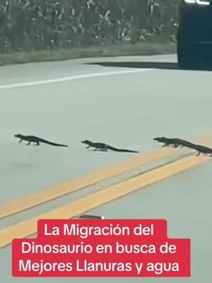 #dinosaurios#cocodrilos#migraciondedinosaurios#fyppppppppppppppppppppppp #fypシ゚viral #myvideos