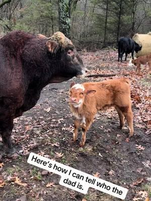 #rufusthebull #redfordthebull #bull #family #Ruby #Ralph 