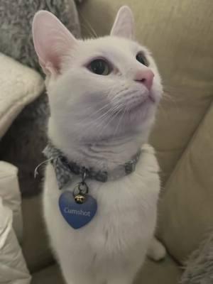 Gave him a sick scarf  #cats #whitecat #cattok #cutecat 