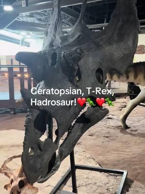 Seeing these giant skulls gives me chills!❤️🦖❤️🦖❤️🦖❤️🦖❤️🦖.  #dinosaur #tyrannosaurus #hadrosaur #ceratopsians 