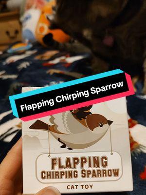 Flapping chirping sparrow from @Potaroma Pets #PotaromaPets #kittensoftiktok #catsoftiktok #fyp #PetsOfTikTok #cattoys #playtime 