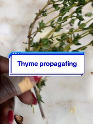 Propagating store bought thyme from cutting #garmalsgarden #thyme #thymepropogate #garden #propogate #growwithme #herbs #letsgrowandlearntogether #2025 #2025garden