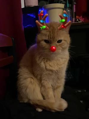 #Vinny #Cat #CatsOfTiktok #PetThings #Christmas #Filter 