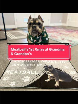 Meatball loves visiting Grandma & Grandpa! 💜🎄🎁🐾 #dogs #happyholidays #christmasdogs #merrychristmas #fruit #christmasday #granddog #grandmaandgrandpa #dogsarefamily 