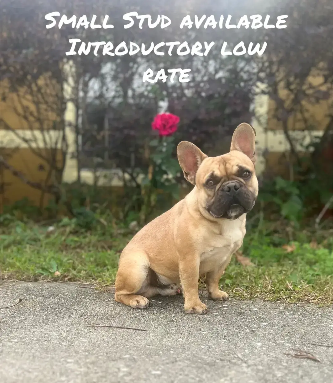 Sir Theodore Alexander the Great, AKC health-tested stud dog, is now available for stud services, distinguished by great breathing BOAS-clear, compact muscular build, and a weight of just 20lbs. We are offering a special low rate to lock him in before end of year. please message for details. #stud  #frenchie #healthtested 