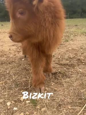 #Tennessee #countrylife #baker #viral #minicattle #fyp #fluffycowsoftiktok #highlandcow 