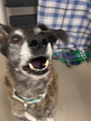 We have tons of different goofy personalities here at the sanctuary! 🤣  #ofsds #seniordogs #fyp