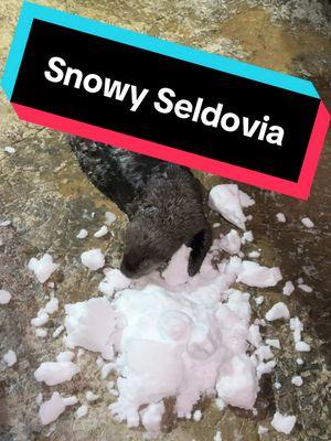 #ThrowbackThursday to a snowy Seldovia this past November! 🦦❄️ #otter #seaotter #sheddaquarium #snow 