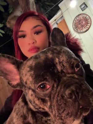 ❤️‍🔥❤️‍🔥 #fyp #fypシ #sailorr #w1llul13 #frenchie #frenchbulldog #frenchiesoftiktok #frenchies #frenchielife #frenchiemom #merlefrenchbulldog #merlefrenchie #dog #dogsoftiktok #trending #trendingsong 