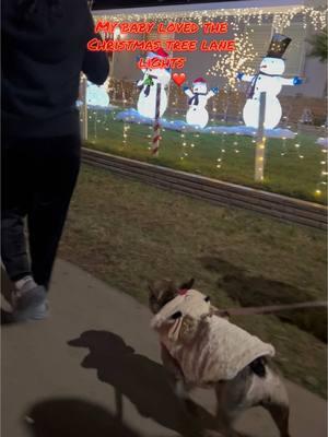 Every fur baby deserves to see the lights too 🥹🤍🎄 #fyppp #frenchiesoftiktok #christmastreelane #dogsoftiktok #paratii #content #foryoupageofficiall 