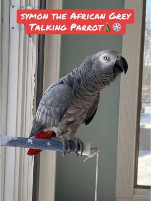 Symon the African Grey Talking Parrot is a chatty chicken today🦜🎄 Feel my love everyday - get my Symagirl merch today! I have adult and kids Ts, hoodies and mugs! LINK IN BIO! Scroll when you're there to find more of your favorite Symagear!   🦜Symon is a 3 year old female Congo African Grey Parrot, hatched on June 15th 2021 who lives in a cozy country home with her parents, Chris and Sheila, and her two parrot siblings, Mickey and Sunny. Symon is an outgoing and talkative bird who loves to chat with anyone who will listen. Her favorite phrases are "Give me a kiss" and "I love you," which she repeats frequently throughout the day. Symon's family is not just limited to birds, however. They share their home with five rescued cats, including William, Meg, Harry, Gigi, and Garfield. Despite being different species, all of the animals get along famously, and they often play chase around the house. Symon enjoys chatting away to them, asking for kisses and declaring her love. Symon's love for talking is impressive, and she has a vast vocabulary that includes everyday sounds such as phones ringing and doorbells chiming. Her ability to mimic human speech is uncanny, and she often surprises her family with new phrases or sounds. Her favorite, however, remains "Give me a kiss" and "I love you," which she repeats whenever anyone approaches her cage. Symon's playful personality and impressive vocabulary bring joy and laughter to her family's daily routine. They often spend hours chatting with her, listening to her mimic their laughter or repeat phrases they have taught her. Her affectionate nature also endears her to her animal siblings, and they often cuddle up against her cage, enjoying the attention from their feathered friend. Despite her small size, Symon has a big presence in the household, and her family cherishes each and every moment spent with her. She is a beloved member of the family, and her favorite phrases "Give me a kiss" and "I love you" have become a cherished part of their daily routine. Symon's love for talking and her affectionate nature make her a unique and special member of the family, bringing laughter and joy to everyone around her. Funny African Grey Parrot video Types of African Grey Parrots Teaching a parrot to talk African grey bird Parrot Learning to talk Best African Grey Talking Parrot African Grey Parrot Sounds Funny Talking Birds African Grey Playing Alex the talking Parrot Irene Pepperberg Parrot Education African Parrot Videos African Grey Parrot sounds talking Birds having fun Birds of TikTok How do parrots talk Birds videos why do parrots dance #babyparrot #congoafricangrey #africangrey #africangreyparrot #parrot #parrotsoftiktok #africanparrot #africanparrots #parrotsoftiktok #greyparrots #africangreysoftiktok #symonpapps #congoafricangreysoftiktok #cag #talkingparrots #talkingparrot #parrotlovers #parrotlife #funnyparrot #talkingbird #africangreylover #bird #funnyparrot #crazyparrot #Africangreyparrotsoftiktok #girlpower #sillyparrot #babyparrot #talkingparrot #congoafricangrey #africangrey #africangreyparrot #parrot #parrotsofinstagram #africanparrot #africanparrots #parrotsofinstagram #greyparrots #africanparrotsofinstagram #symontheafricangreyparrot #Love#africangreyparrotsofinstagram #petsofinstagram #birds #cag #talkingbird #crazybird #playbird #crazybird #birdsofinstagram #sillybird #parrots #happybird #talkingparrot #cag #birdlover #crazy #parrot #africangreyparrot #babyparrot #bird #parrotlife #africangrey #crazyparrot #funnyparrot #parrot #birds #parrots #africangreyparrots #parrotsong #parrottalking #parrotlover #parrotvideo #parrotvideos #starwars #starwarstheme #letsgo #iloveyou #givemeakiss #Love #apples #grapes #kiss #bigkiss #backtowork #amazonparrot #yellownapedamazon #dirtybird #bananas #fyp