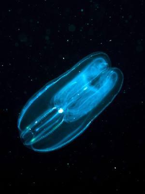 All Things Comb Jelly! Comb jellies are also called ctenophores and they are gelatinous animals that are found all over the world from the deep sea to the Arctic Ocean. I hope you enjoy learning about these fascinating underwater light shows! #MarineBiology #AnimalFacts #SeaCreatures #FYP #FunFacts #LearnOnTikTok #OceanLife #TikTokScience #WeirdAnimals #NatureTok #combjelly #ctenophore