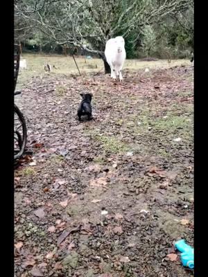 Fiona thinks she's a big scary dog. #oregongallo #farmlife #livestockguardiandog #livestockguardian #puppies #puppy #cachorro #perros #dog #boston #bostonterrier #frenchie #frenchbulldog #chihuahua #pug 