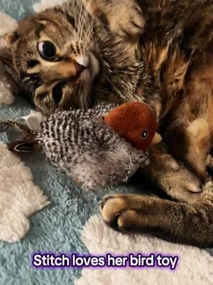 favorite cat toy! Stitch loves this Potaroma bird toy so much! #cutecat #adorablepets #bestcattoys 