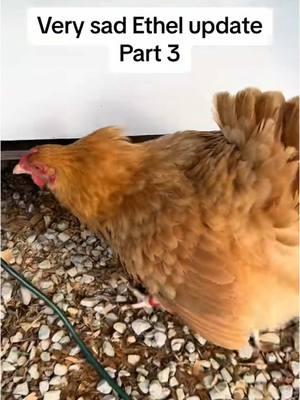 Final sad throwback. Hateful comments won’t be tolerated. Don’t forget who writes Ethel’s captions 🥰😇 - - - #ethel #etheltok #ethelthechicken #motherhood #motherhoodjourney #chicken #chickens #chickensoftiktok #fyp #cute #sad #interesting #education #educational #learn #farmanimals #farm #share #cuteanimals #broody #broodyhen #hatching #hatchingeggs #hatchday  #incubator #chickentok #share #like #comment #joke #comedy #laugh #probsbitching  