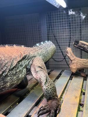 Nail Trimming! Good girl! #nailtrim #nails #pedicure #petlovers #reptiles #jezebel #reptilelover #PetsOfTikTok #petlover #dare #reptilemom #iguana #rhinoiguana #clipping 