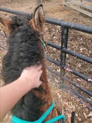 "There is something about the outside of a horse that is good for the inside of a man." 💓 #horsesoftiktok #horseforsale #curlyhorse #appaloosa #gelding #coltstarting #rounpen101 #foundation #prospect #cowgirl #horse 