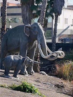 Did you know that there is so much to see outside of the La Brea Tar Pits Museum? Roam Hancock Park and explore the active grounds. Look close and you will still see Tar (asphalt) bubble even today.  Follow the animal foot prints that will lead you to Lake Pit where a family of (4) Mammoths are on display to simulate what it may have looked like when they were trapped in the TAR.   Discover PIT 91 and the most active dig site Project 23. The most complete Mammoth named Zed was found in the PITs of Project 23. Check out his fossil in the Museum.  This captivating museum offers a treasure trove of knowledge, allowing you to walk among the ancient beings that once roamed Los Angeles. It's not just a visit; it's an adventure waiting to unfold! 📍 Discover this hidden gem at LA BREA Tar Pits, 5801 Wilshire Blvd, Los Angeles, CA 90036. A heartfelt thanks to The La Brea Tar Pits for opening the doors for us to roam around. 🔭🥼 Immerse yourself in #labreatarpits #realfamilyadventures #familyfun #scienceadventures #museum #museumexplore #tar #extinctcreatures #woollymammoth #extinct #interactiveexhibits #hiddenwonders #travella #kidsspace #funtimes #familybonding #tarpits #discoveryday #fyp #fossil #mammoth #family 