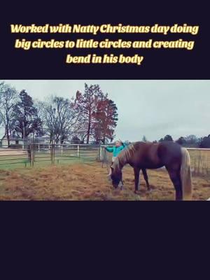 #rockymountainhorse #gaitedhorses #horsetraining #groundwork #colt #stallion 