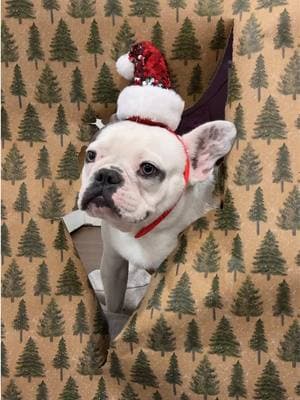 we tried the viral wrapping paper photoshoot with our pup!🌲🎅🏻🦌 they came out so cute!! #christmasdogs #christmasdogsoftiktok #dogchristmasphotos #frenchiesoftiktok #frenchie #frenchbulldog #christmas #dogphotoshoot #viral #puppyfrenchie #christmasphotos 