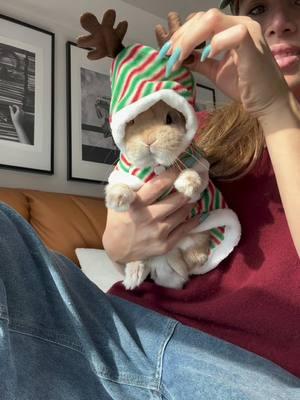 Styling Reesy for Christmas dinner 🎄🥗🍓#bunnydayoff #bunny#brand #fashionista #rabbitsofinstagram #netherlanddwarfbunny #california #vogue #pets #animals #animalovers #viralvideo #losangeles #rabbits #StreetFashion #petinfluencer #cosmetics #cute #bunniesofinstagram #viral #OOTD #dogoftheday #petvlog #Vlog #lifestyleblogger